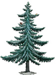 Giant Pine