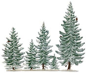 Winter Pine Group