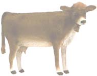 Brown Swiss Cow
