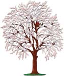 Weeping Cherry