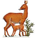 Fawn Feeding Time