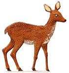 Deer
