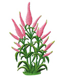 Pink Speedwell