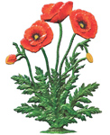 Poppy