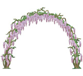 Purple Wisterian
