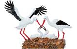 Stork Family