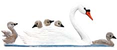 Swan Family