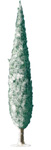 Small Winter Cypress