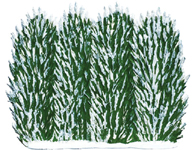 Winter Hedge
