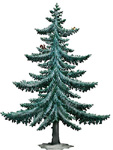 Winter Pine