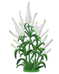White Speedwell