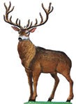 Papa Buck