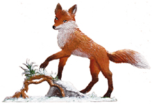 Papa Fox