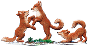 Playful Foxes