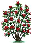 Rambling Rosebush