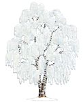 Weeping Winter Willow
