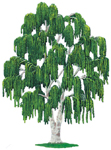 Weeping Willow