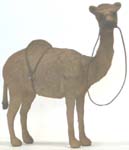 Camel