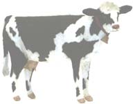 Holstein Cow