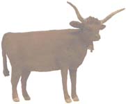 Longhorn