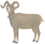 Big Horn Ram
