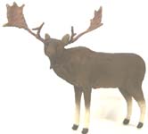 Moose