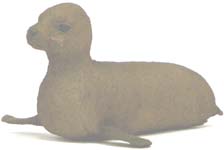 Cal. Sea Lion
